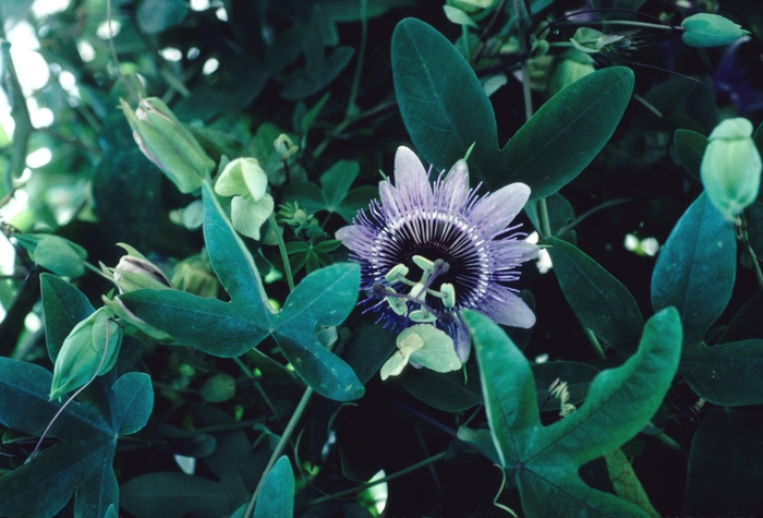 Passion Flower - Passiflora from The Flower Spot