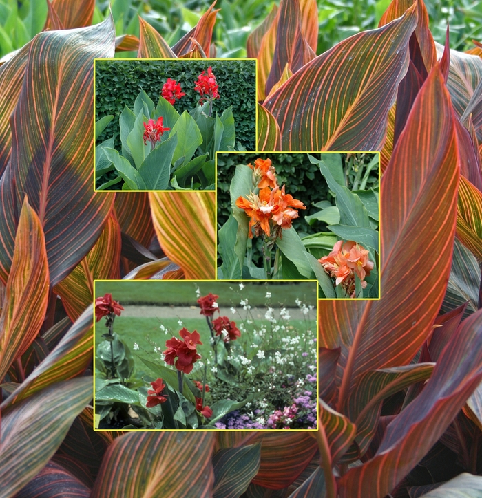 Canna Lily - Multiple Varieties from The Flower Spot