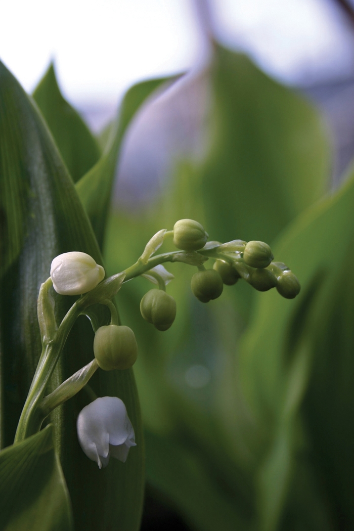 Lily of the Valley - Convallaria majalis from The Flower Spot