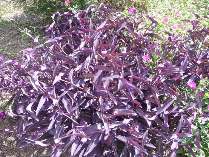 Purple Heart - Setcreasea 'Purple Heart' from The Flower Spot