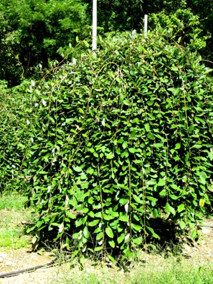 Weeping Pussy Willow - Salix caprea 'Pendula' from The Flower Spot