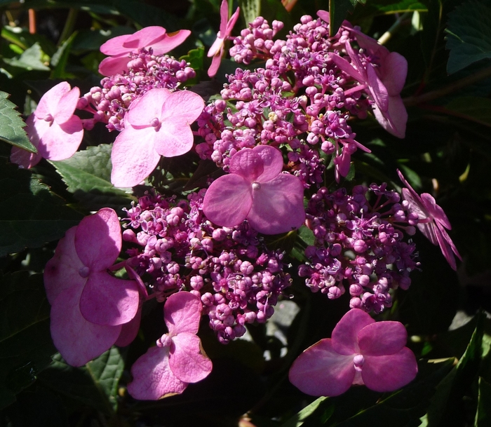 Endless Summer® Twist-n-Shout® - Hydrangea macrophylla from The Flower Spot
