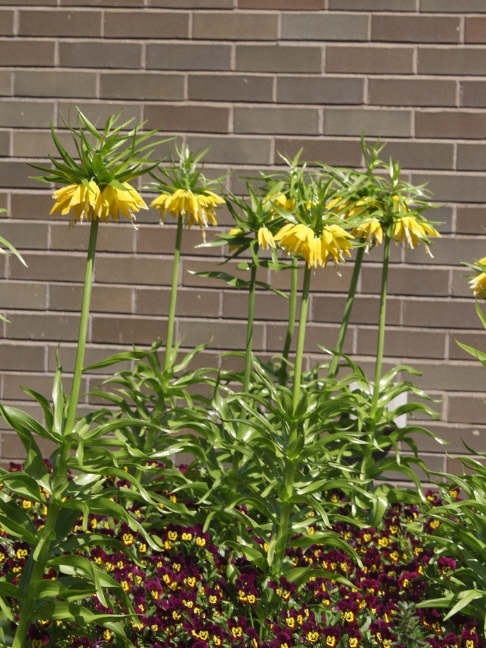 Crown Imperial - Fritillaria imperialis from The Flower Spot