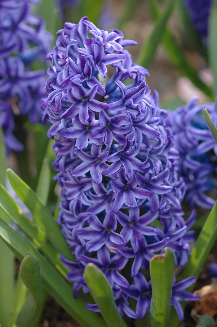 Hyacinth - Hyacinthus orientalis from The Flower Spot