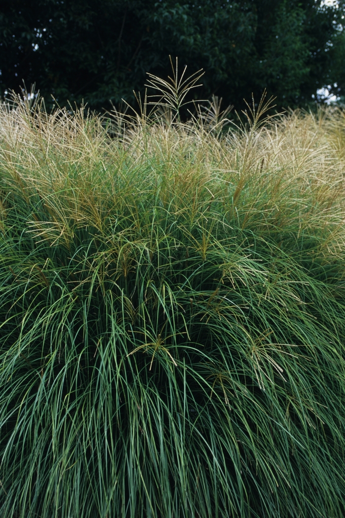 Yaka Jim Maiden Grass - Miscanthus sinensis 'Yaka Jima' from The Flower Spot