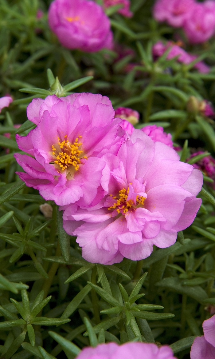 Moss Rose - Portulaca grandiflora 'Sundial Pink' from The Flower Spot