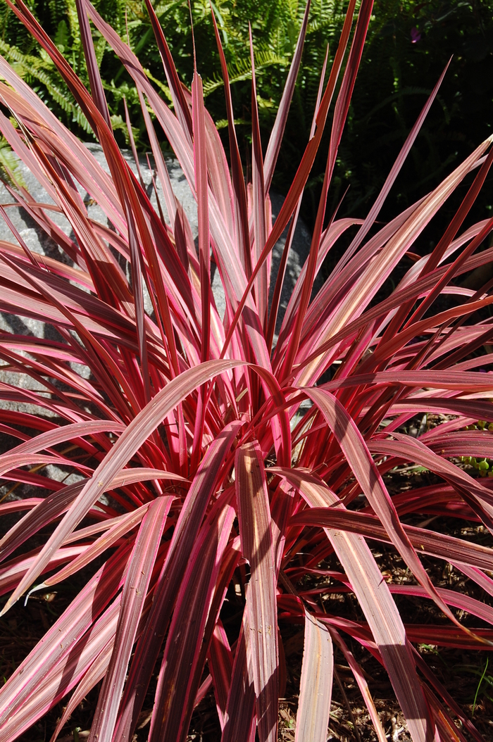 Pink Cordyline - Cordyline 'Southern Splendor' from The Flower Spot