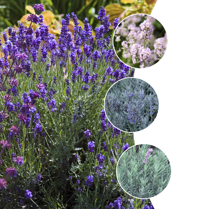 Standard Lavender - Lavender 'Anouk' from The Flower Spot