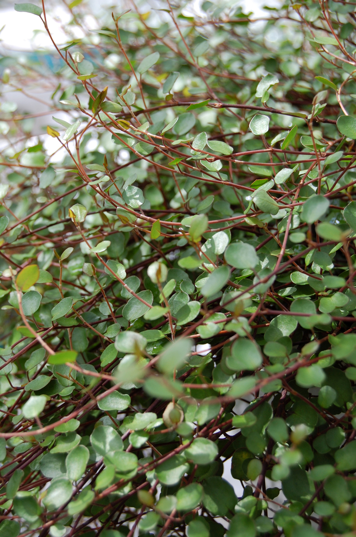 Wire Vine - Muehlenbeckia complexa from The Flower Spot