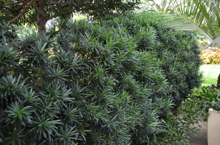 Buddhist Pine - Podocarpus macrophyllus from The Flower Spot