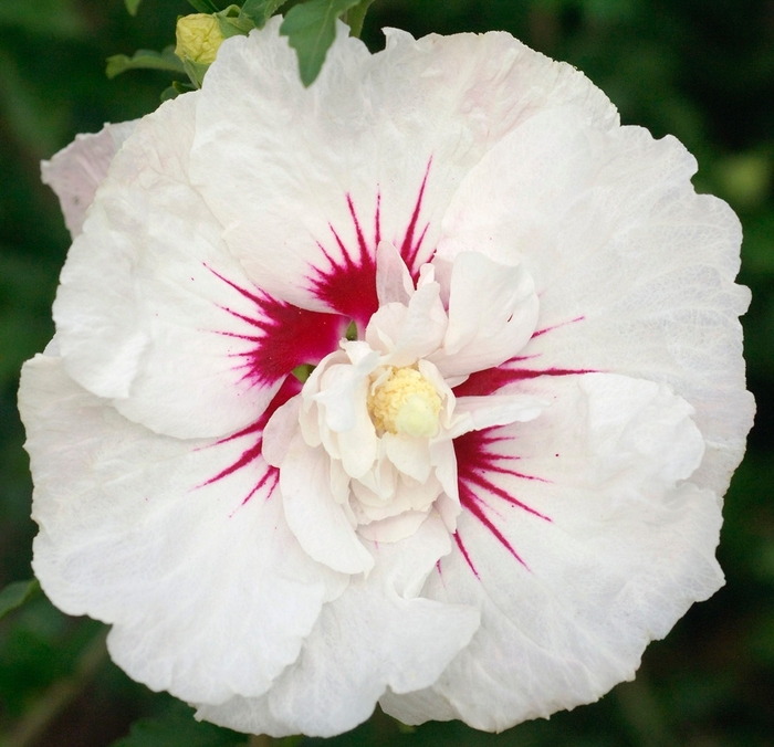 First Editions® 'Bali™' - Hibiscus syriacus (Rose of Sharon) from The Flower Spot