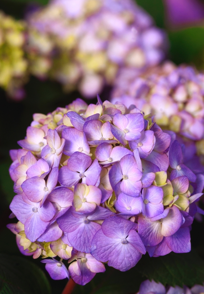 'BloomStruck®' Bigleaf Hydrangea - Hydrangea macrophylla from The Flower Spot