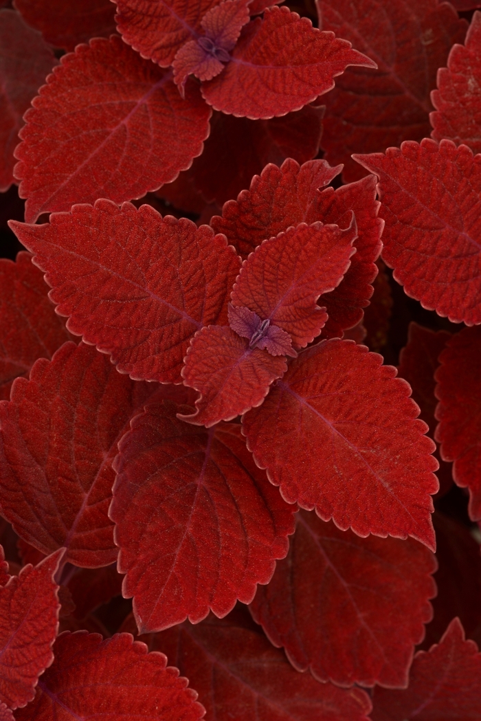  'Ruby Slipper' - Solenostemon scutellarioides from The Flower Spot