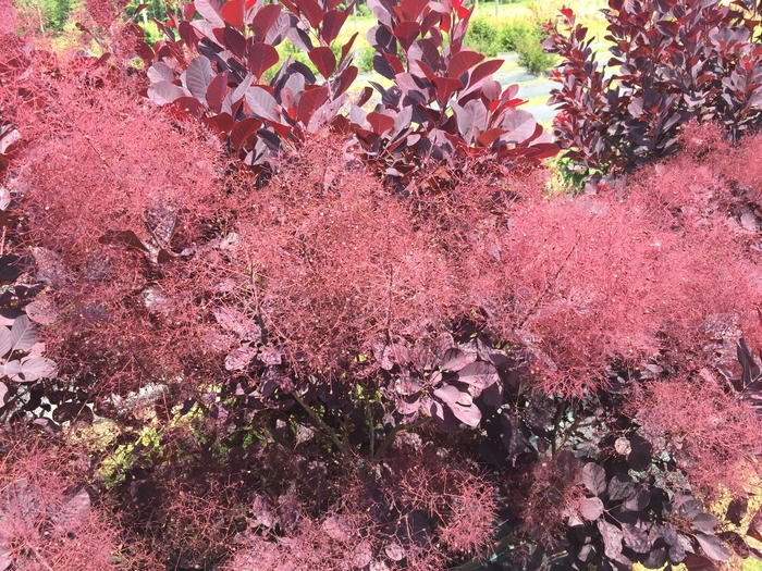 Smokebush - Cotinus coggygria 'Winecraft Black' from The Flower Spot