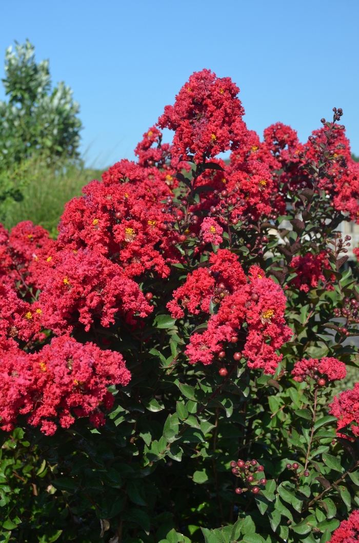 Princess 'Holly Ann' - Lagerstroemia (Crapemyrtle) from The Flower Spot