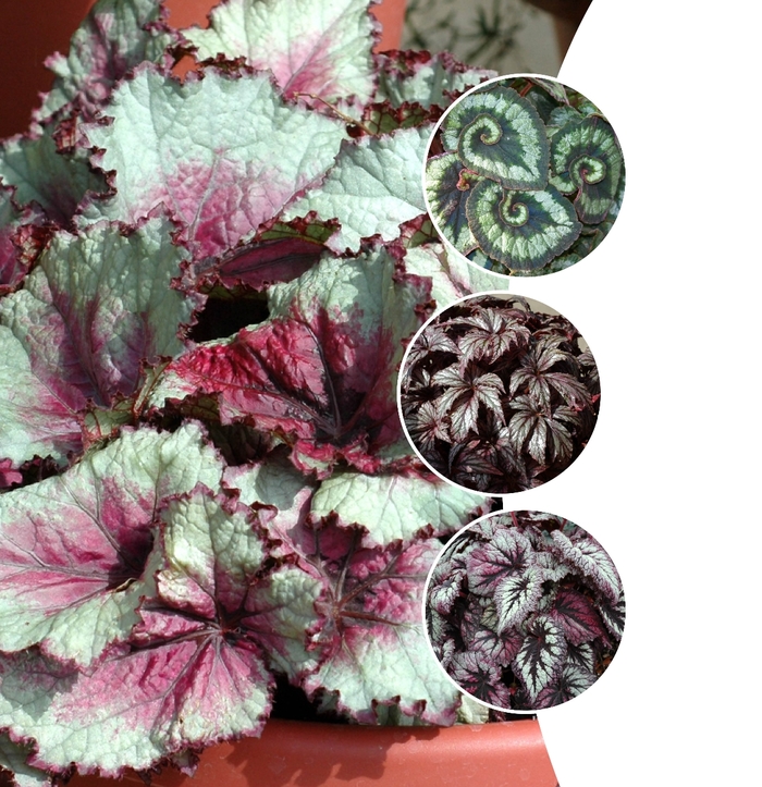 Rex Begonia - Multiple Varieties from The Flower Spot