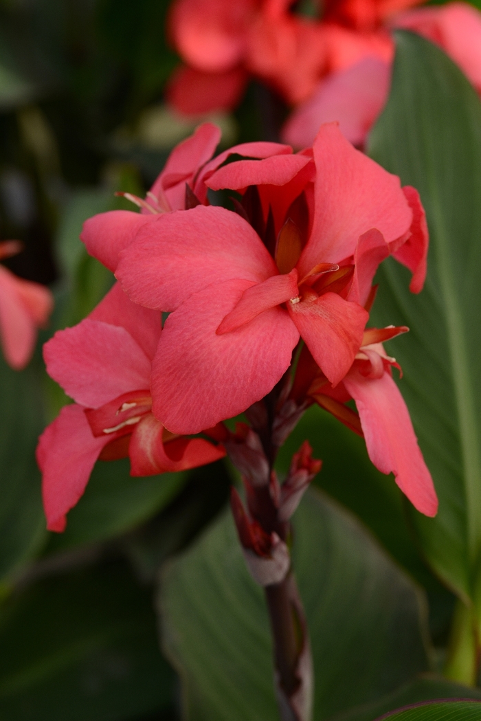 Cannova® Rose Shades - Canna x generalis from The Flower Spot
