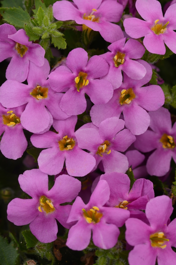MegaCopa™ Pink Bacopa - Sutera cordata from The Flower Spot