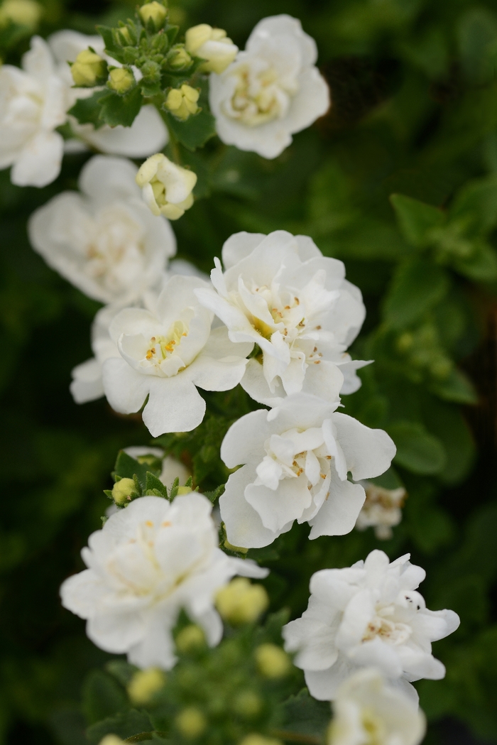 Bacopa - Sutera cordata 'Scopia Double Snowball' from The Flower Spot