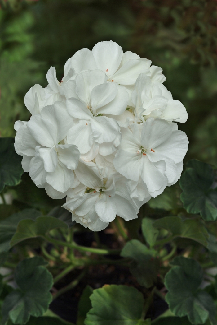 Moonlight™ White - Pelargonium x hortorum 'White' (Zonal Geranium) from The Flower Spot