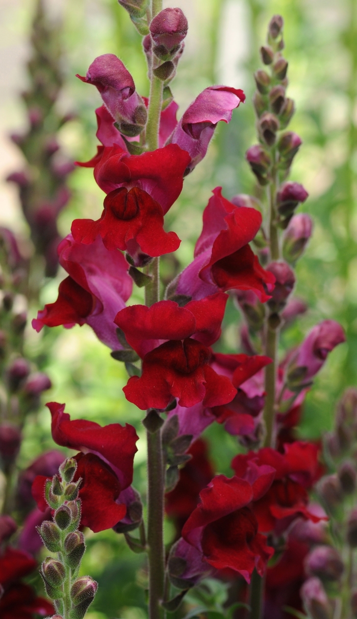 Snapdragon - Antirrhinum majus 'Rocket Red' from The Flower Spot