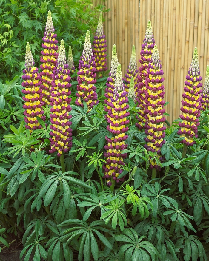 Westcountry 'Manhattan Lights' - Lupinus polyphyllus (Lupine) from The Flower Spot