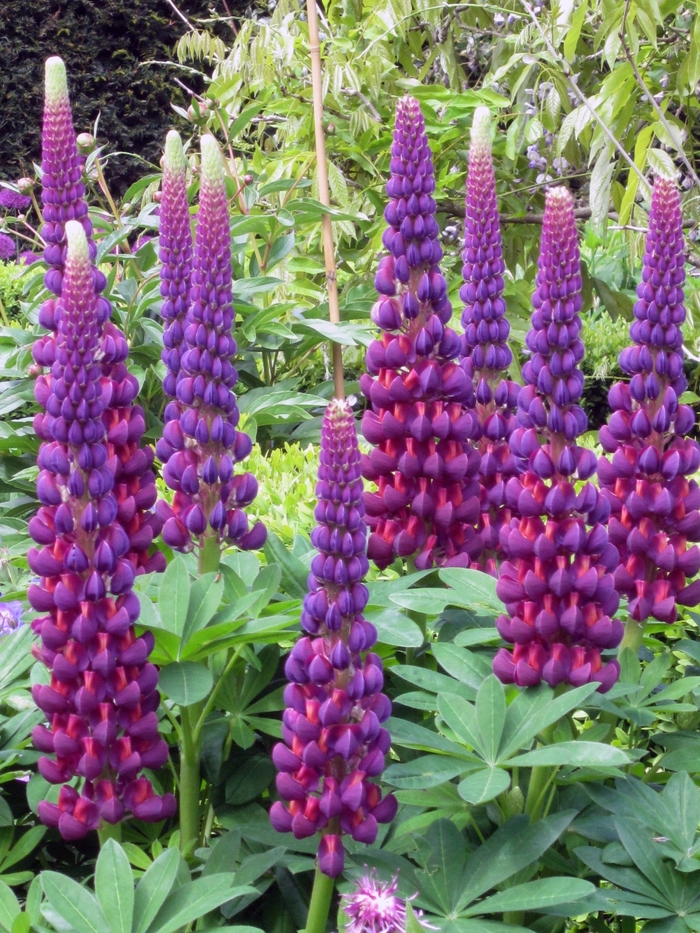 Westcountry 'Masterpiece' - Lupinus polyphyllus (Lupine) from The Flower Spot