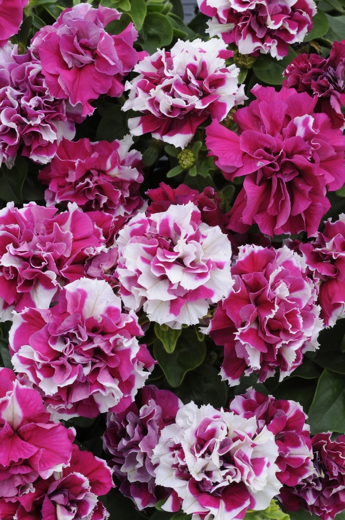 Double Madness™ Rose and White - Petunia hybrida from The Flower Spot