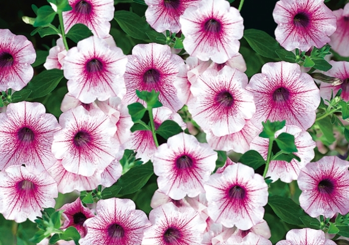Surfinia® Rose Vein - Petunia hybrid from The Flower Spot