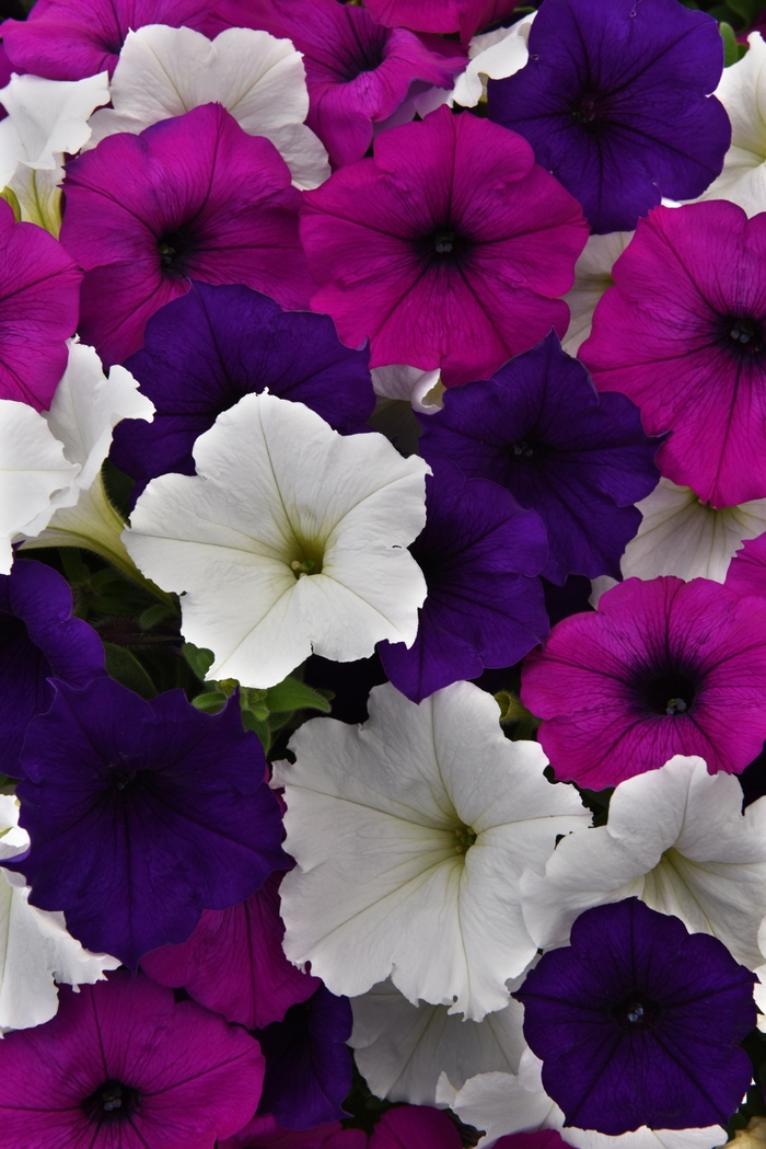 Easy Wave® Great Lakes Improved - Petunia hybrid from The Flower Spot