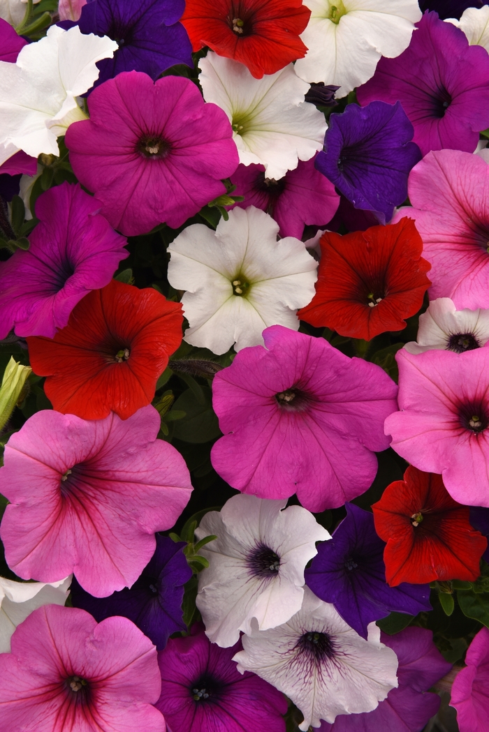 Easy Wave® Formula Mix - Petunia hybrid from The Flower Spot