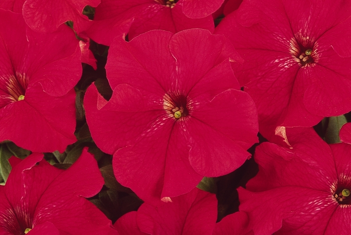 Dreams™ Red - Petunia hybrida from The Flower Spot