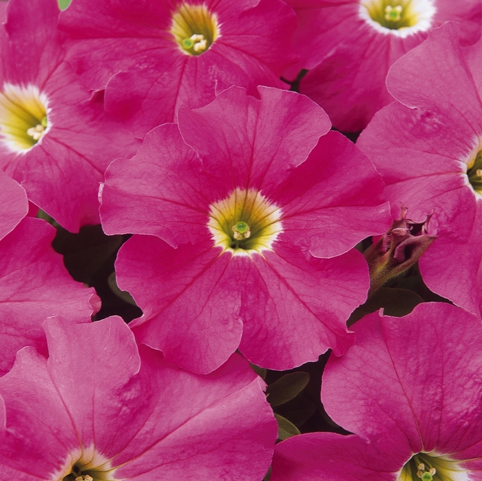 Dreams™ Pink - Petunia hybrida from The Flower Spot