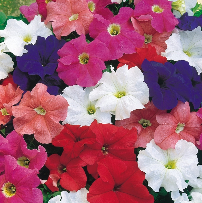 Dreams™ Mix - Petunia x hybrida from The Flower Spot