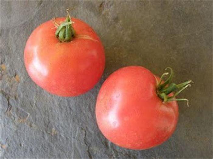 Oxheart Red Tomato - Tomato Oxheart Red from The Flower Spot