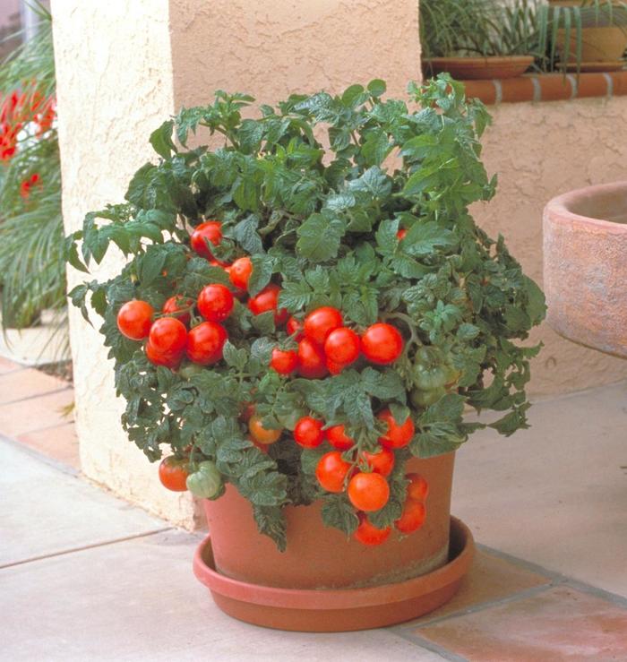 Patio Tomato - Tomato Patio from The Flower Spot