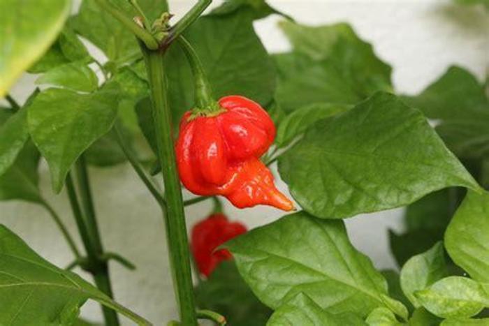 Pepper Trinidad Scorpion - Trinidad Scorpion Pepper from The Flower Spot