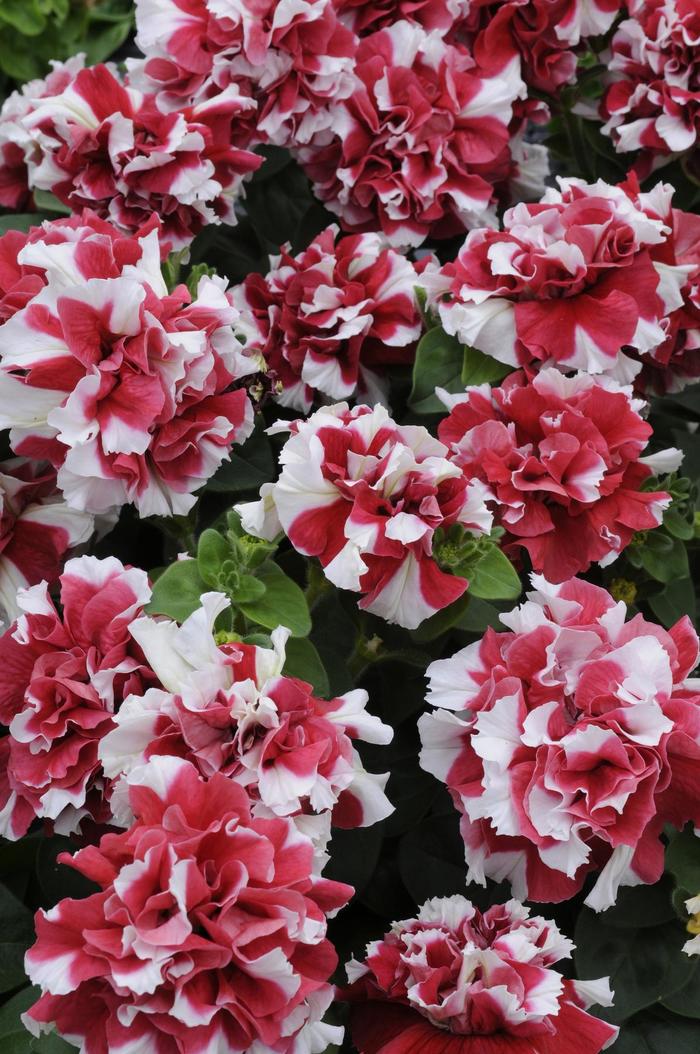 Double Madness™ Red and White - Petunia hybrida from The Flower Spot