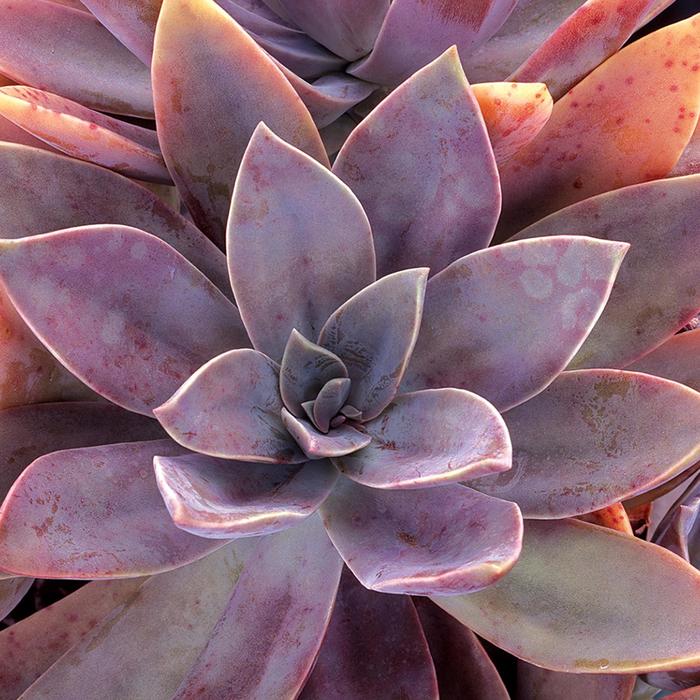 'Fred Ives' - X Graptoveria from The Flower Spot