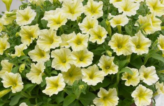 Surfinia® Yellow - Petunia hybrid from The Flower Spot