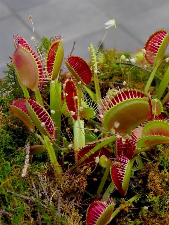 Carnivorous Plants - Multiple Varieties from The Flower Spot