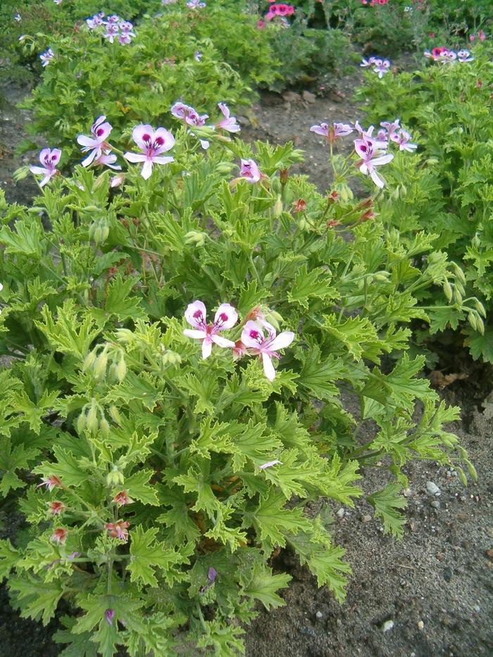 Citronella Geranium - Pelargonium citrosum from The Flower Spot