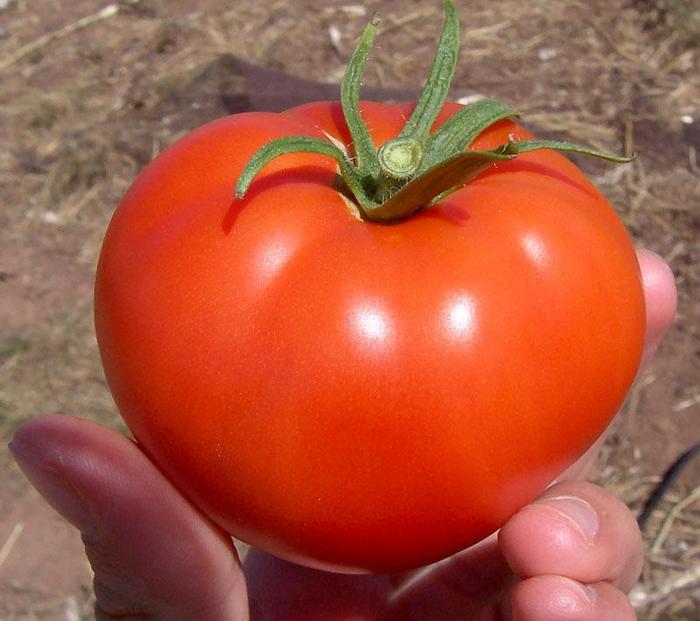 Ultra sweet Tomato - Tomato Ultra sweet from The Flower Spot