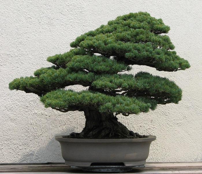 Bonsai Trees - Miniature Evergreens from The Flower Spot
