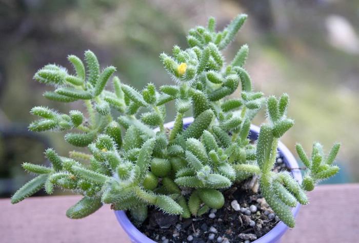 Pickle Plant - Delosperma echinatum from The Flower Spot