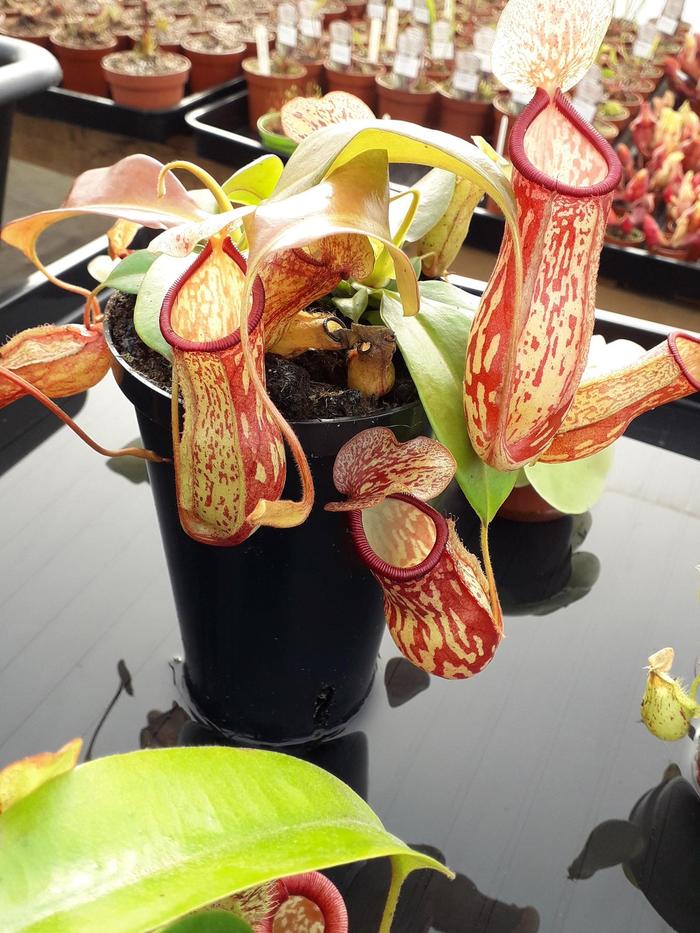 Pitcher Plant - Nepenthes from The Flower Spot