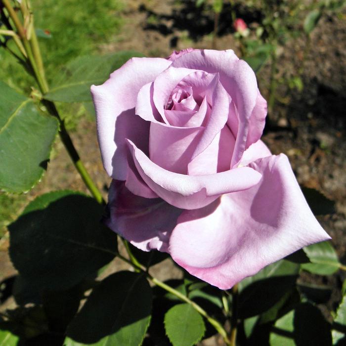 Rose 'Blue Girl' - Rosa 'Blue Girl' from The Flower Spot
