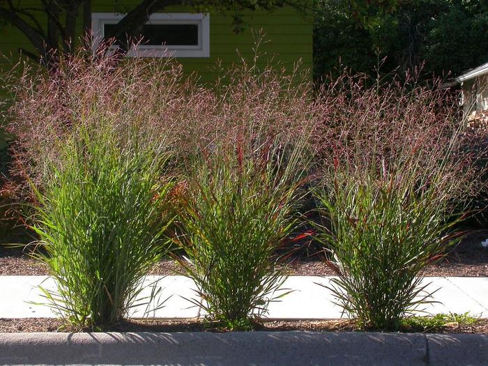 Winter Hardy Grasses - Assorted Perennial Grasses from The Flower Spot