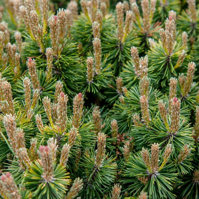 Dwarf Mountain Pine - Pinus mugo var. pumilio from The Flower Spot