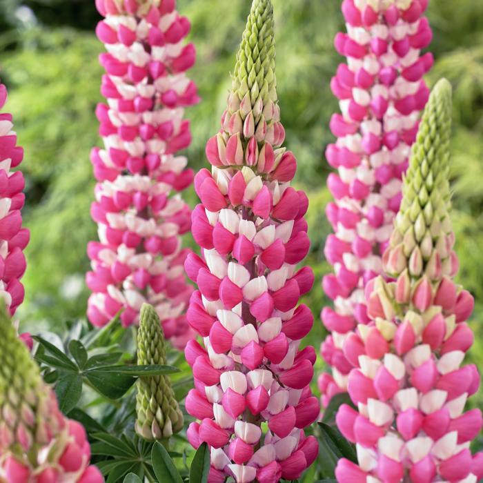 Westcountry 'Rachel de Thame' - Lupinus polyphyllus (Lupine) from The Flower Spot